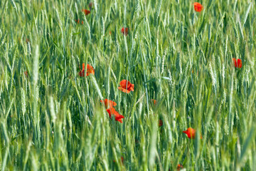 Poppy in the field