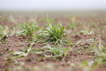 young grass plants, close-up