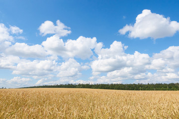 A wheat field, fresh crop of on a sunny day. Rural Landscape