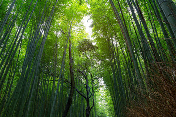 Obraz na płótnie Canvas bamboo forest walking path at Arashiyama, Kyoto - Japan.