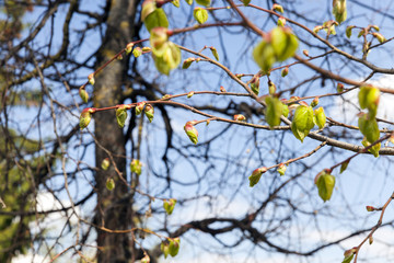 young leaves of linden tree