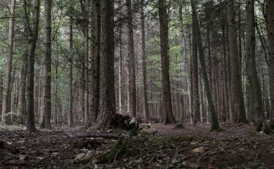 Desaturated tall forest trees