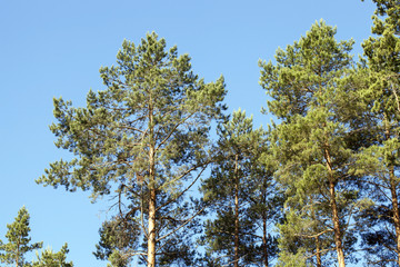 pine trees in the forest