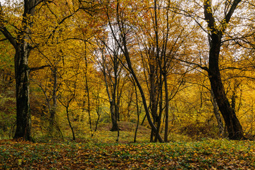 Obraz premium Yellow forest in autumn