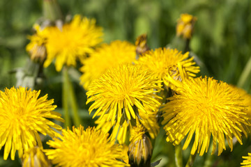 yellow dandelions in spring