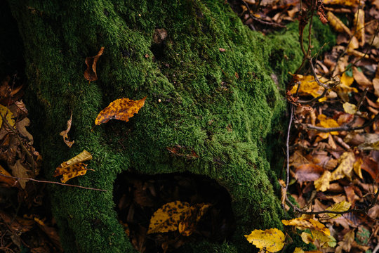 Moss on old trunk
