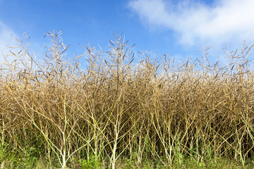 maturing field with rape