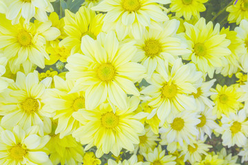 Vintage flower natural background. Chrysanthemums in the garden