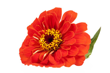 Flower of red zinnia isolated on white background, close up