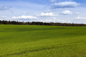 wheat field in spring