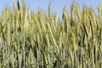 Obraz premium Field with cereal