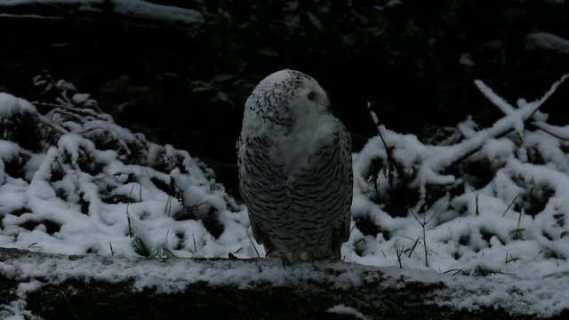 Schneeeule im Winter