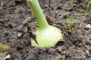 green onions in the field