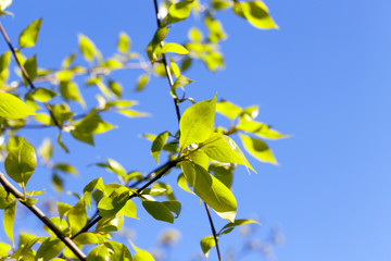 linden leaves, spring