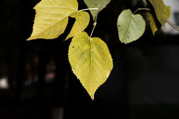 Colorful autumn leaves. Colorful and bright background made of fallen autumn leaves.
