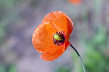 Red Poppy in the field