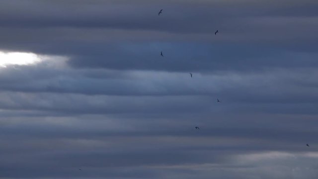 4K・朝空の連なる雲と鳥_03-819