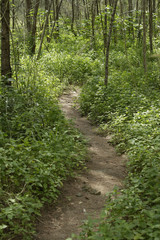 Fototapeta premium path through woods