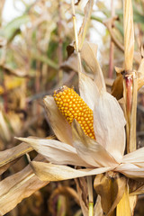 Ripe yellow corn