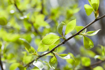 Fototapeta na wymiar linden leaves, spring