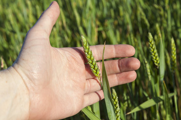 Field with cereal