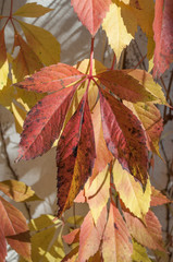 détail feuilles de vigne vierge en automne