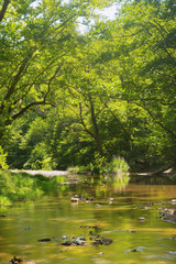 Swamp at the forest of Prokopi in Evia in Greece.
