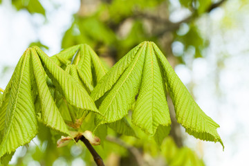 green leaves of chestnut