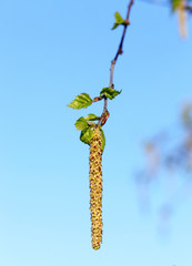 Young leaves of birch