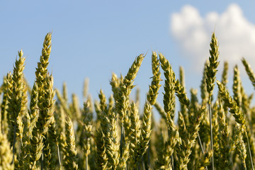 Field with cereal