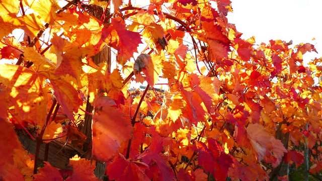 Panoramic view at carst vineyard in autumn colors at sunset - crane up and turn left, UHD