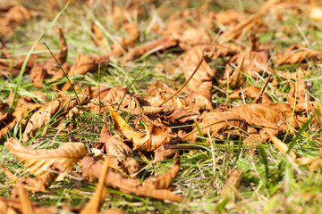 leaves in autumn park