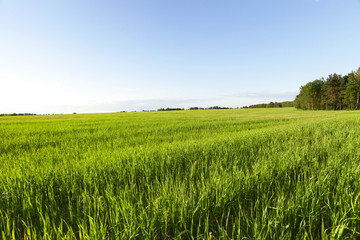 Field with cereal