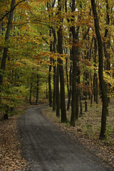 Trail through forest in Autumn