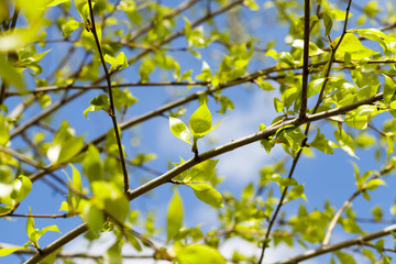 linden leaves, spring
