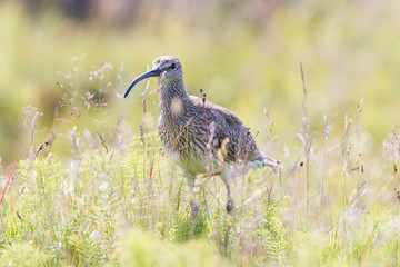 Whimbrel - Iceland