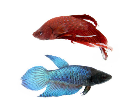 Image of a fighting fish on white background.  (Betta splendens)