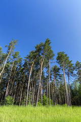 pine trees in the forest
