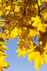 maple trees in the fall