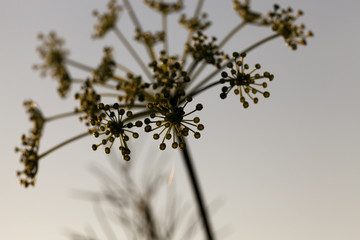 green umbrella dill