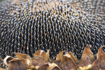 Obraz premium sunflower seeds on