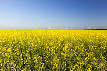 Fototapeta premium rzepak na żółto