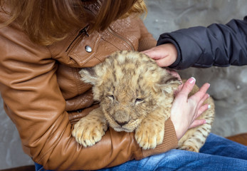 lion cub, children keep on hand and stroked.