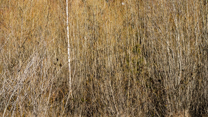 Bushland near Glenorchy, Otago. New Zealand