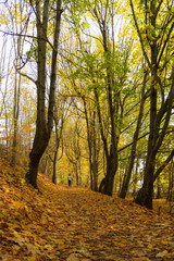 Herbstwald mit Jogger