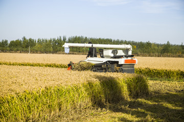 Fototapeta premium Autumn harvest of ripe rice