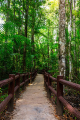 Trail in rain forest Krabi, Thailand.