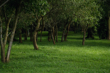 green field and forest