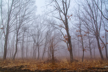 Fototapeta na wymiar Fog among the trees