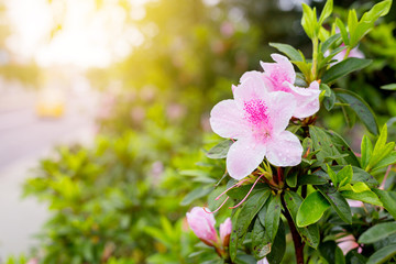 fresh pink flower Close up  shot in public park